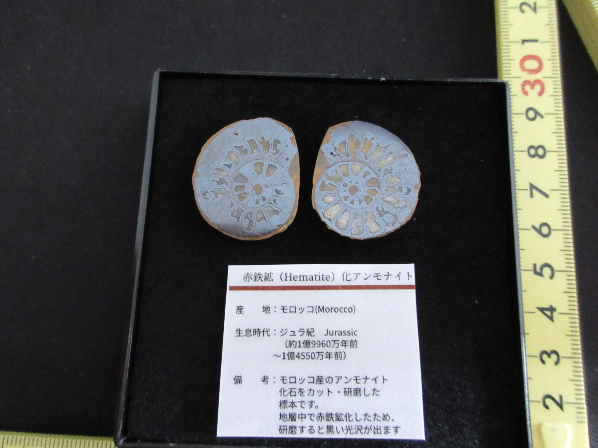 赤鉄鉱化したアンモナイト Ammonites Replaced by Hematite ジュラ紀 約1億5000万年前木箱入り