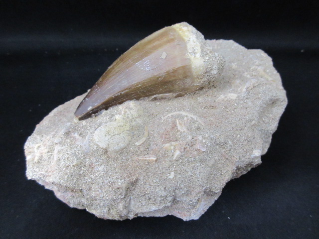 モササウルスの歯 化石 母岩付き - 置物